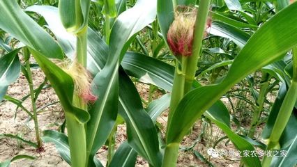 買玉米種子別犯難，掌握這幾招輕松選對(duì)好種